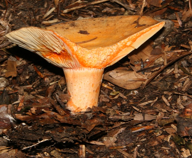 Lactarius salmonicolor (Foresta nera)